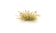 Brown Seed Tufts by All Game Terrain G6631