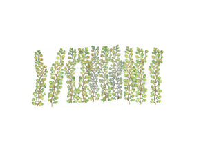 Gaugemaster GM1662 Virginia Creepers (Pack of 12)