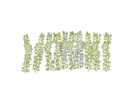 Gaugemaster GM1662 Virginia Creepers (Pack of 12)