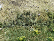 LX432-OO Bracken / Fern Plants (Pack of 32) - OO/4mm/1:76