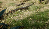 Natural Gravel by All Game Terrain G6532