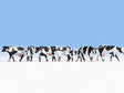 Noch 15725 Black & White Cows (Pack Of 7) (OO/HO)