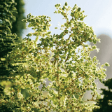 Noch Seafoam Trees For OO/HO/N Scale Model Railways - 23100
