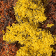 Woodland Scenics F1135 Fine-Leaf Foliage Autumn/Fall Mix