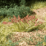 Woodland Scenics FS629 Plant Hues  Natural Foliage Colours