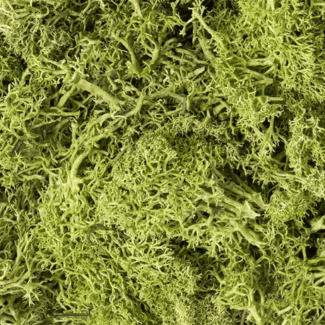 Woodland Scenics L162 Light Green Lichen