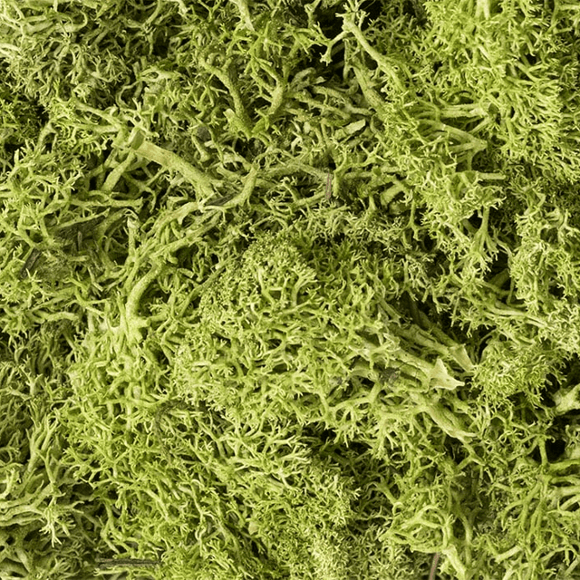 Woodland Scenics L162 Light Green Lichen