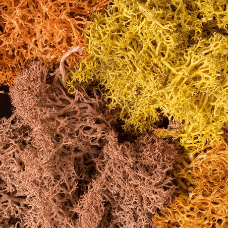 Woodland Scenics L165 Autumn Mix Lichen