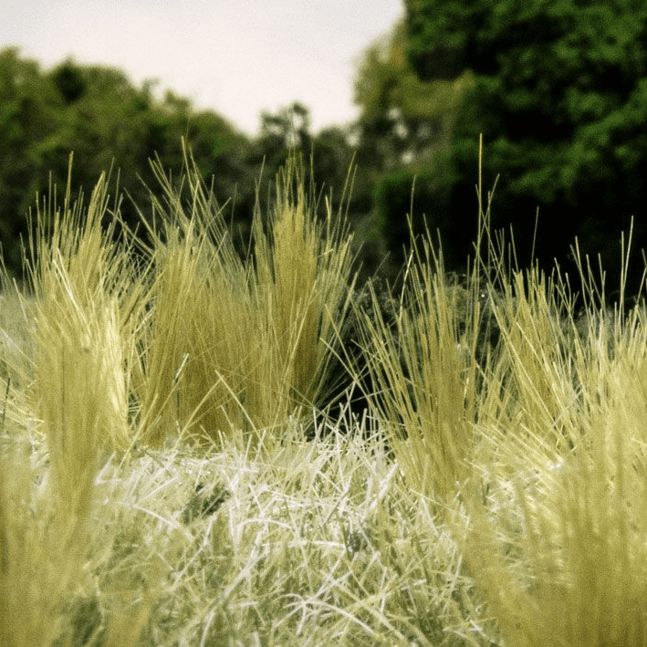 Woodland Scenics Tuft Tac Grass Tuft Glue - FS643